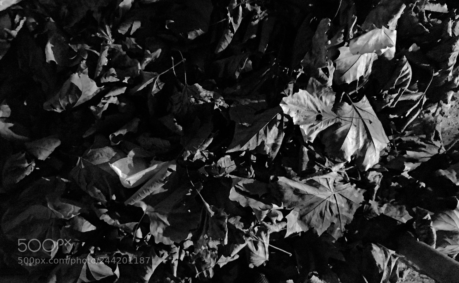 Apple iPhone 7 sample photo. Leaves photography