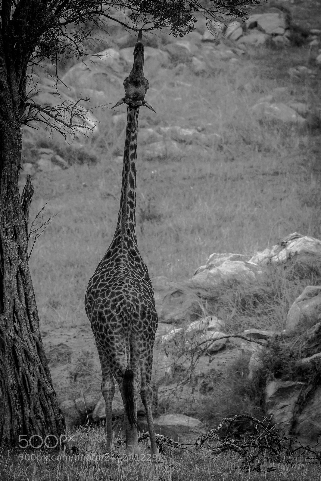 Canon EOS 7D Mark II sample photo. Tanzania - serengeti photography