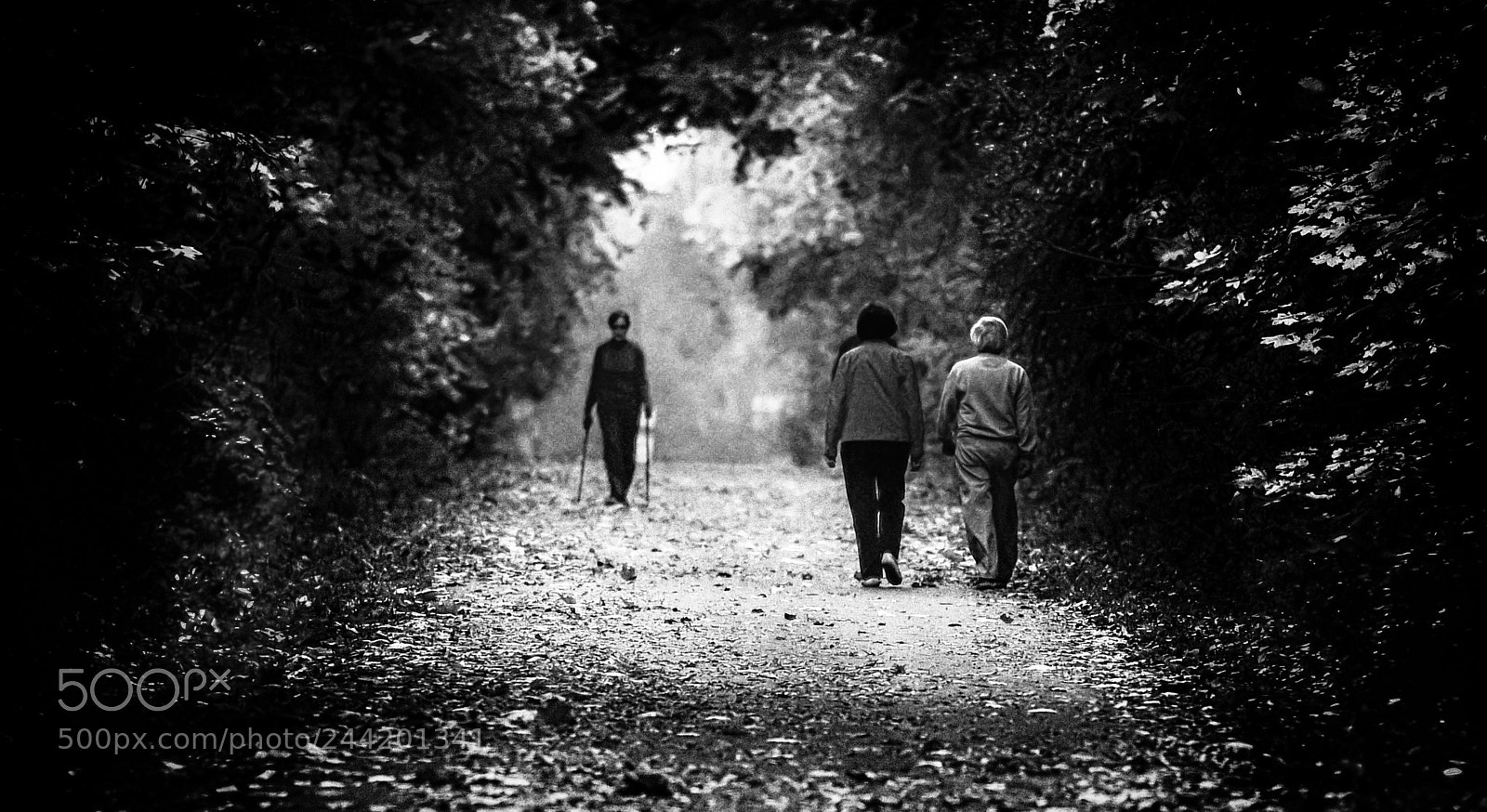 Nikon D810 sample photo. Dark path photography