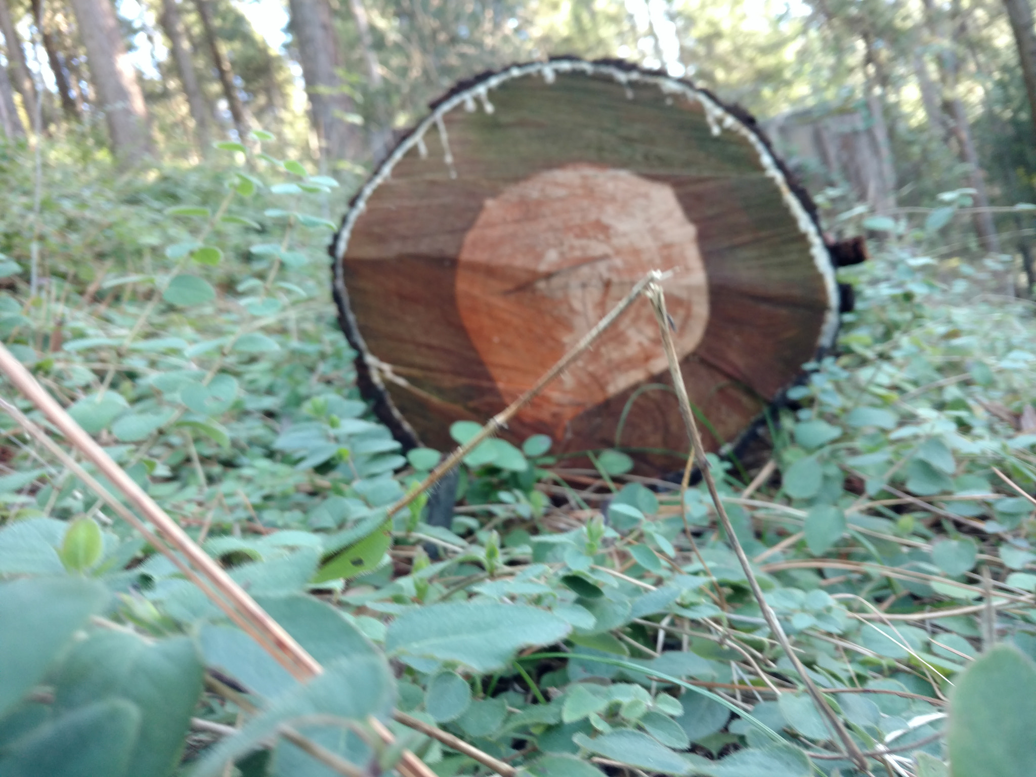 Motorola DROID Turbo 2 sample photo