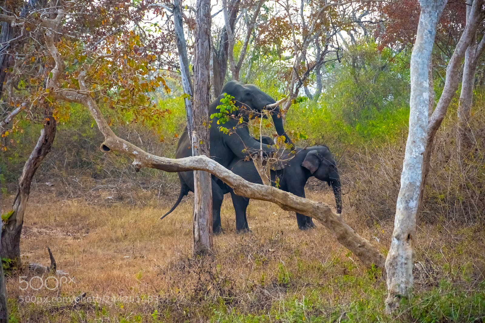 Nikon D7200 sample photo. Elephant mating photography