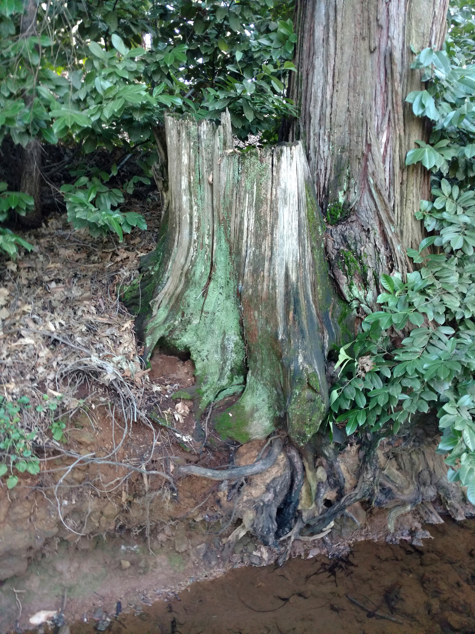 Motorola DROID Turbo 2 sample photo