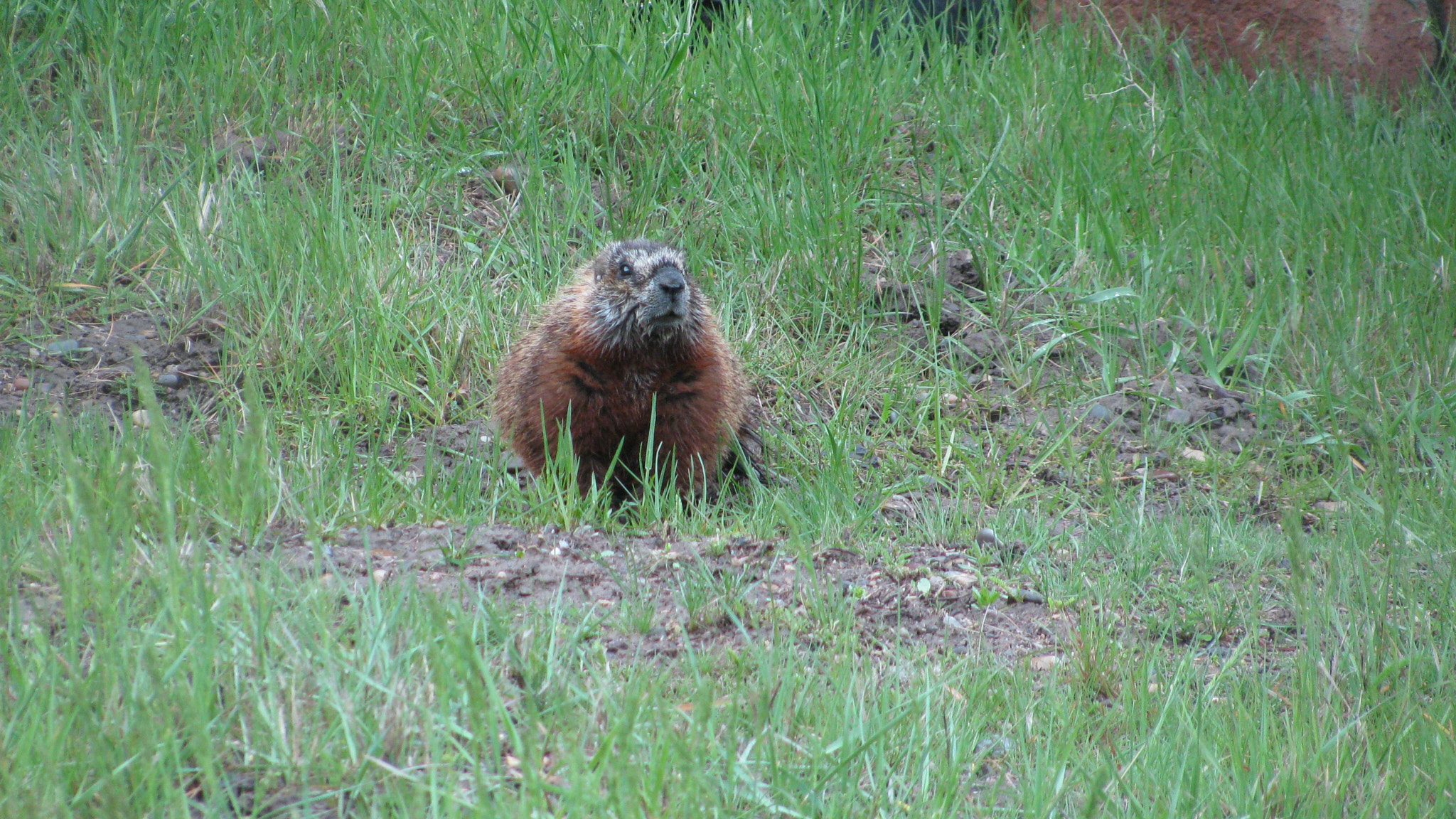 Canon PowerShot SX110 IS sample photo. Img photography
