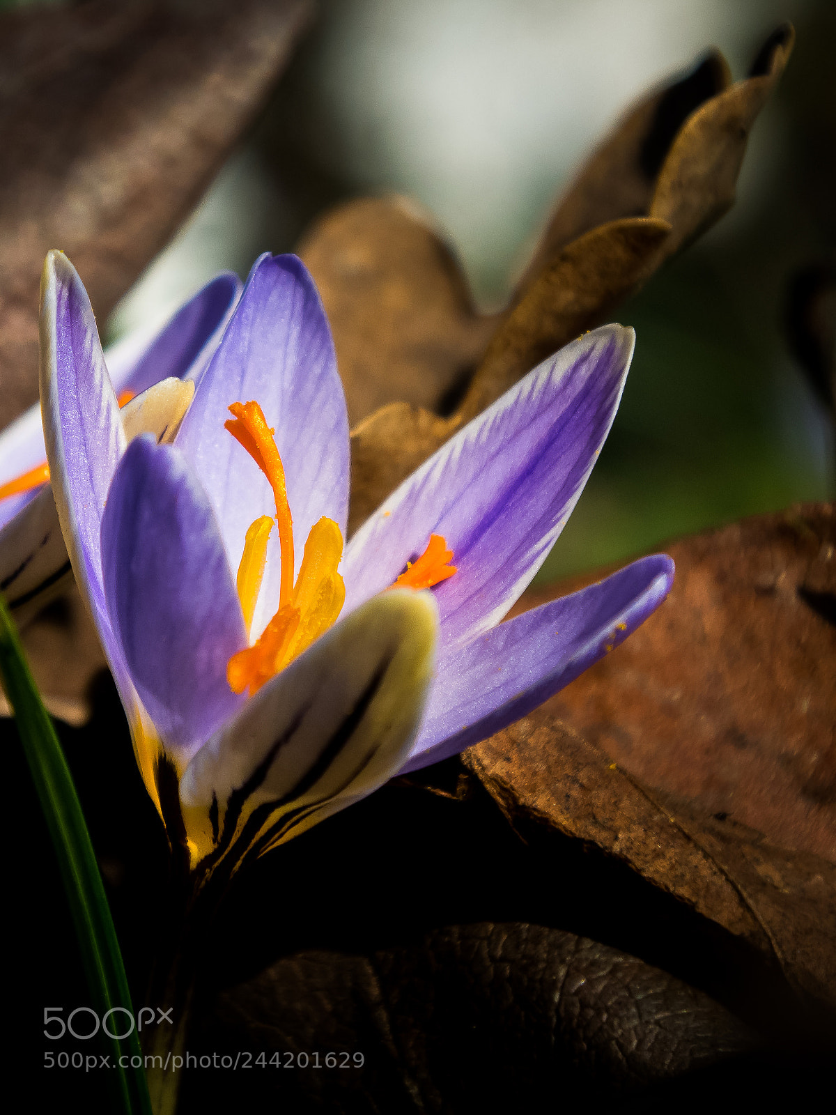 Nikon 1 J5 sample photo. Flover_03 photography