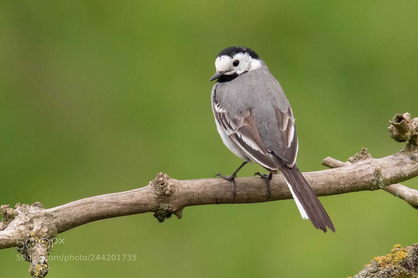 Canon EOS 7D Mark II sample photo. White wagtail (motacilla alba) photography