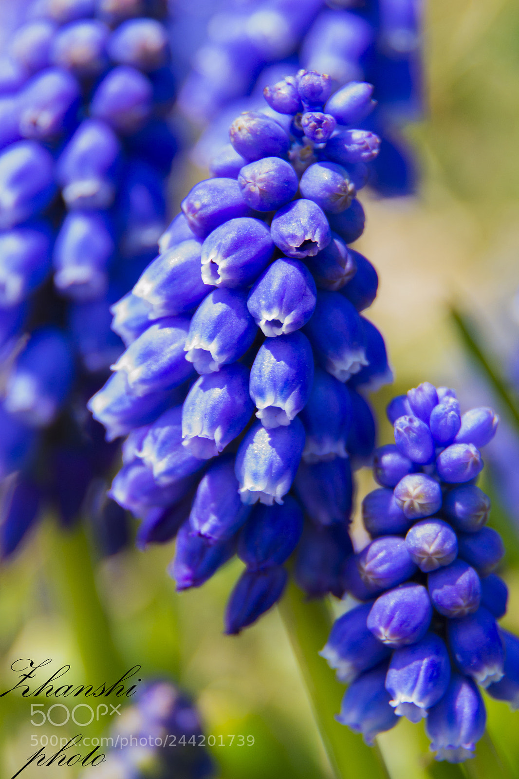 Nikon D3100 sample photo. Flower photography