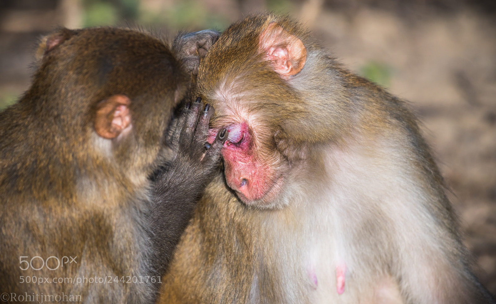 Nikon D810 sample photo. Rhesus macaque- grooming photography