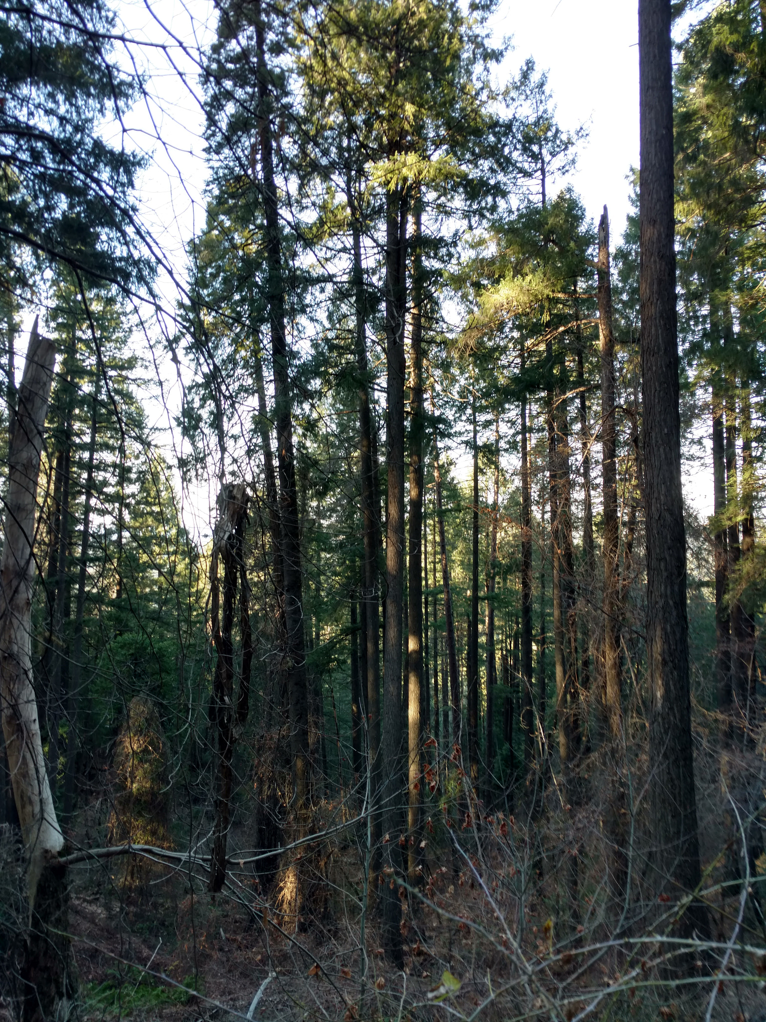 Motorola DROID Turbo 2 sample photo