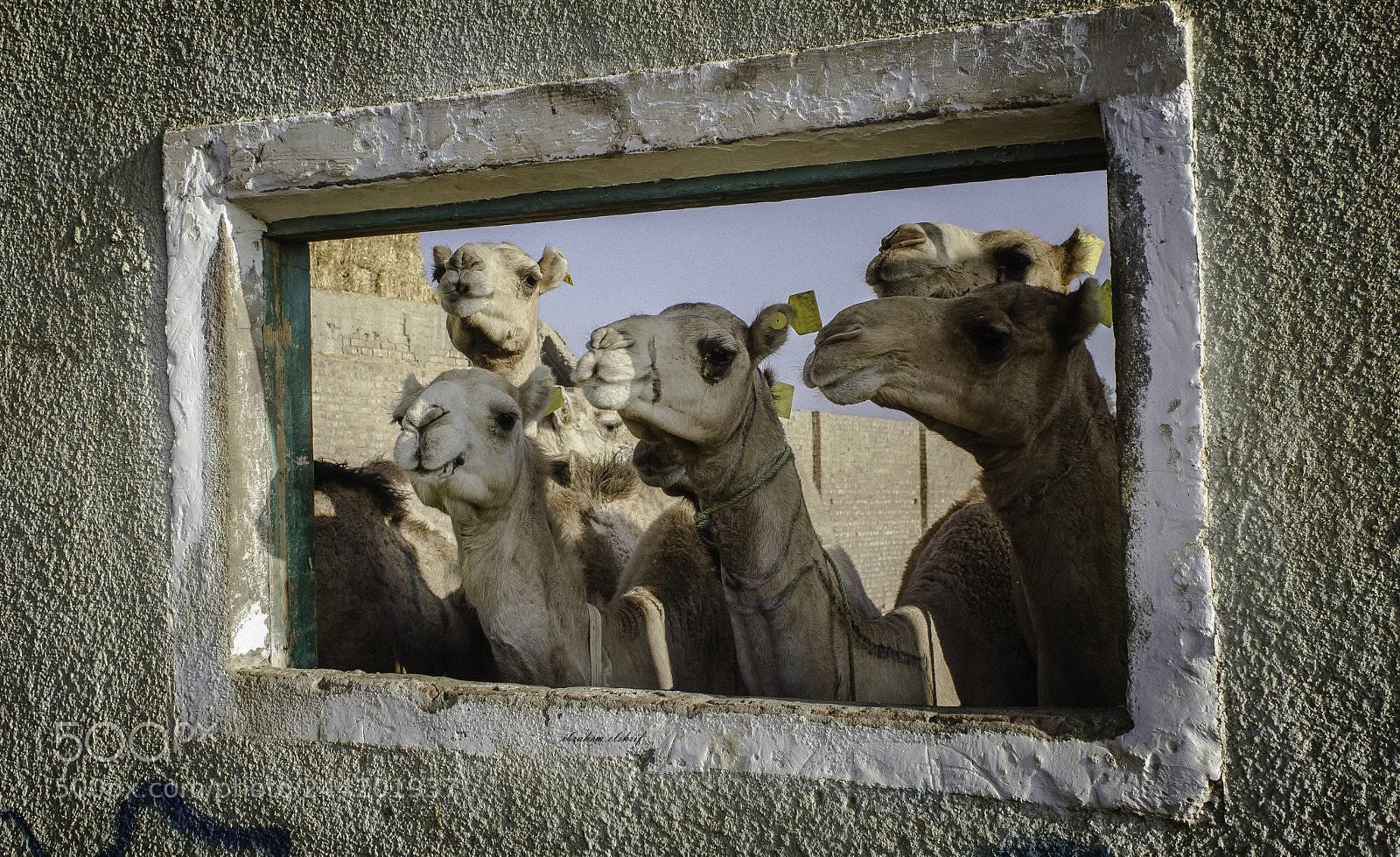 Canon EOS 550D (EOS Rebel T2i / EOS Kiss X4) sample photo. Camel portrait photography
