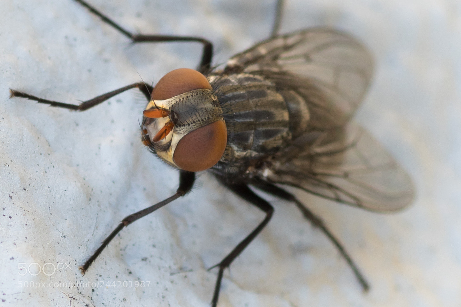 Sony a6500 sample photo. Fly photography