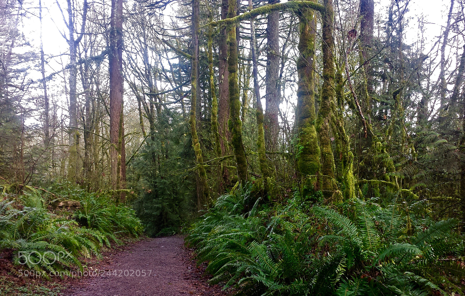 Samsung Galaxy S4 sample photo. Ferns photography