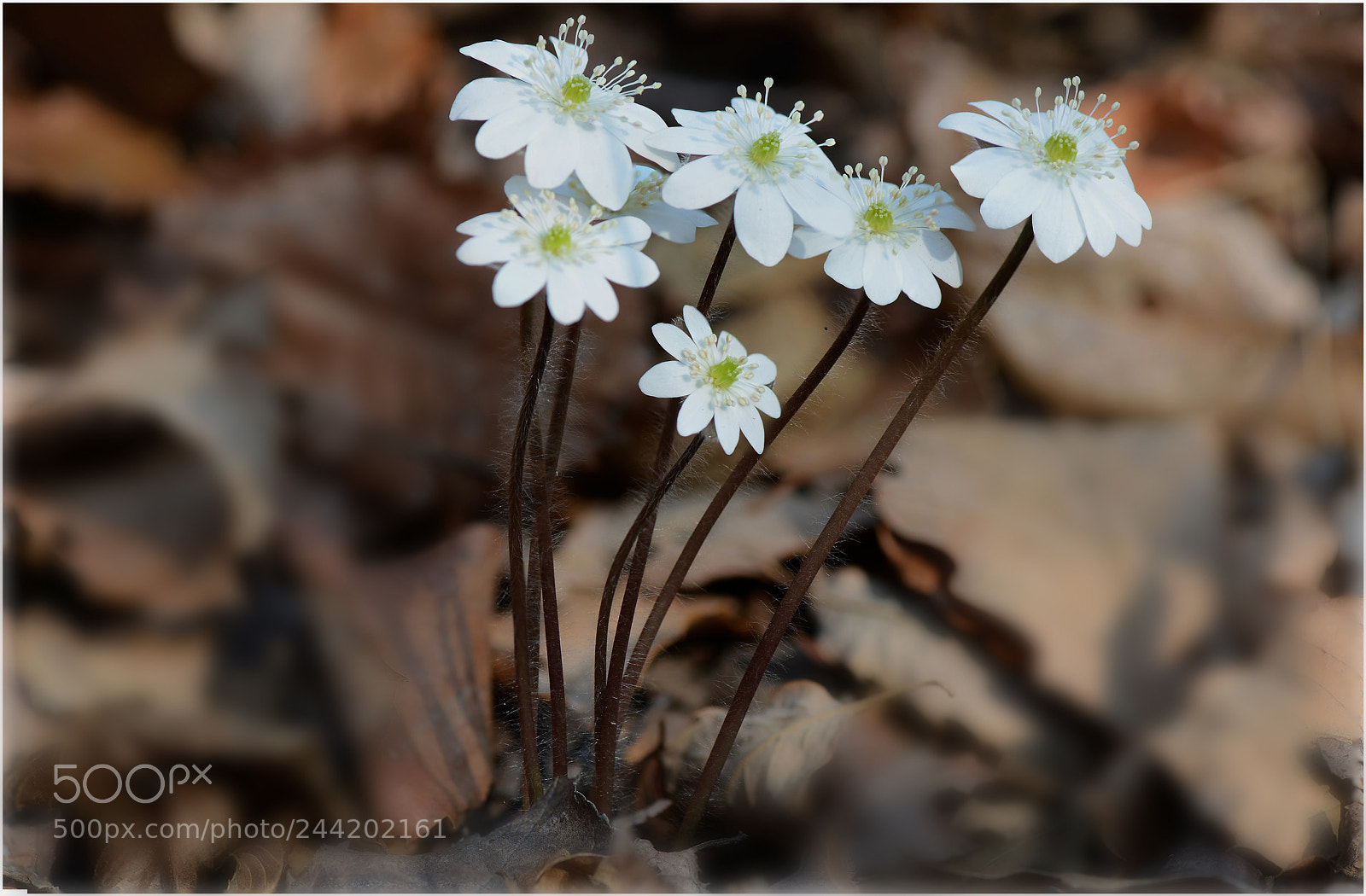 Nikon D800 sample photo. Hepatica photography