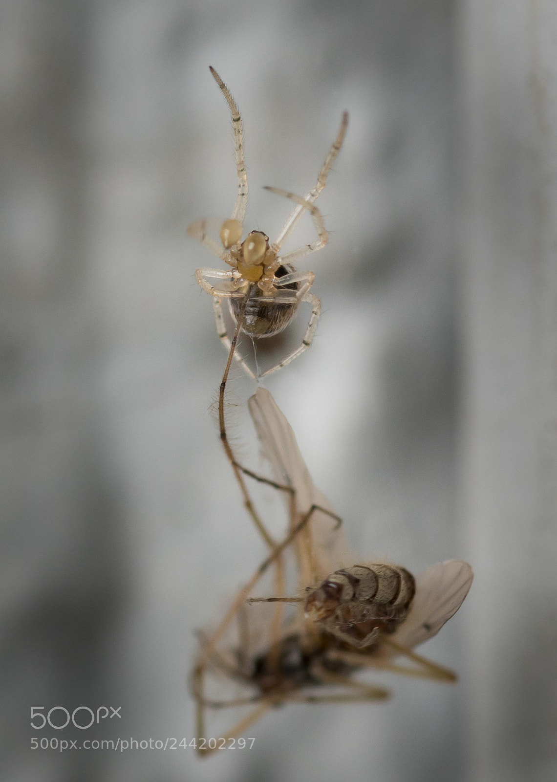 Sony a6500 sample photo. Dinner photography