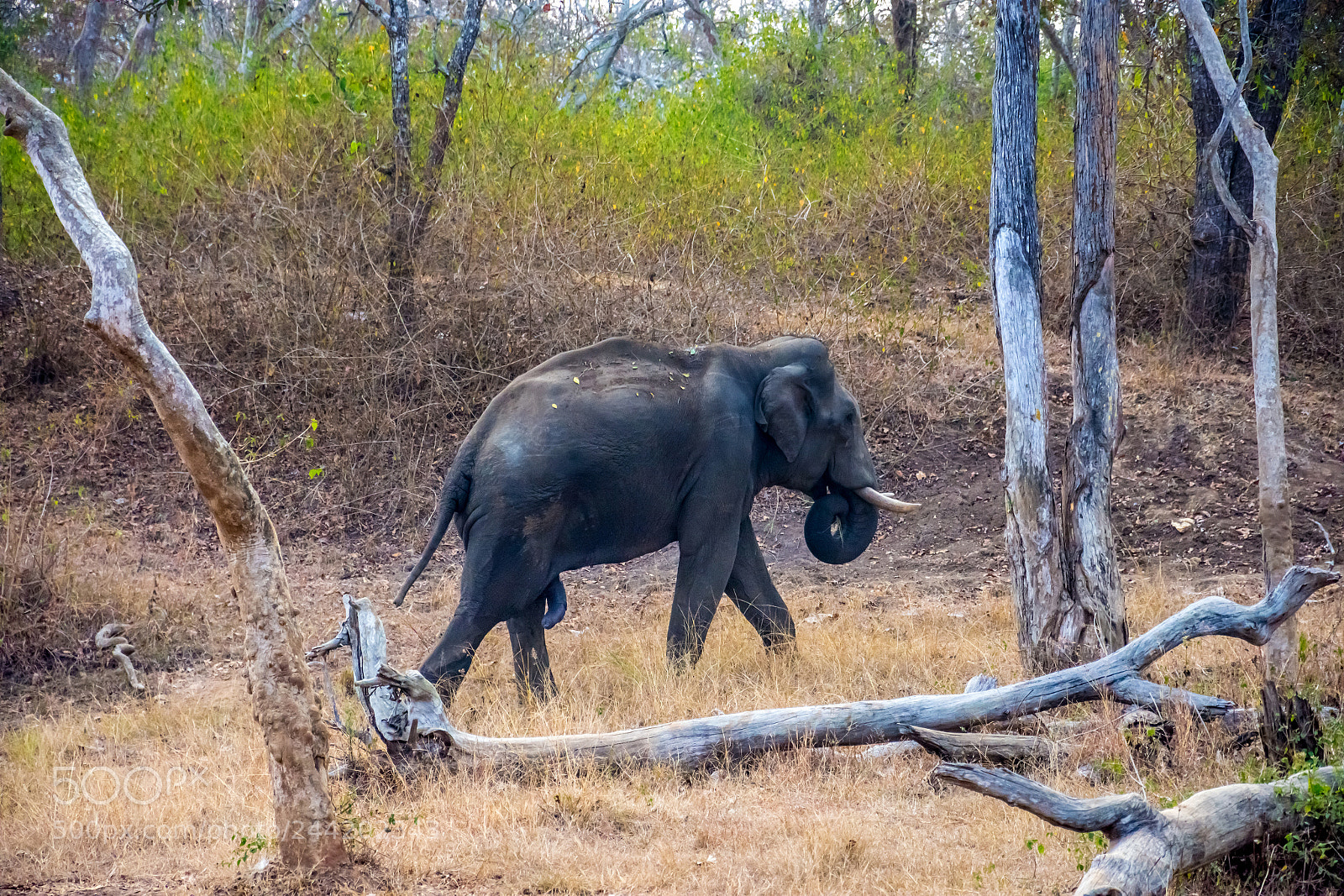Nikon D7200 sample photo. Wild elephant photography