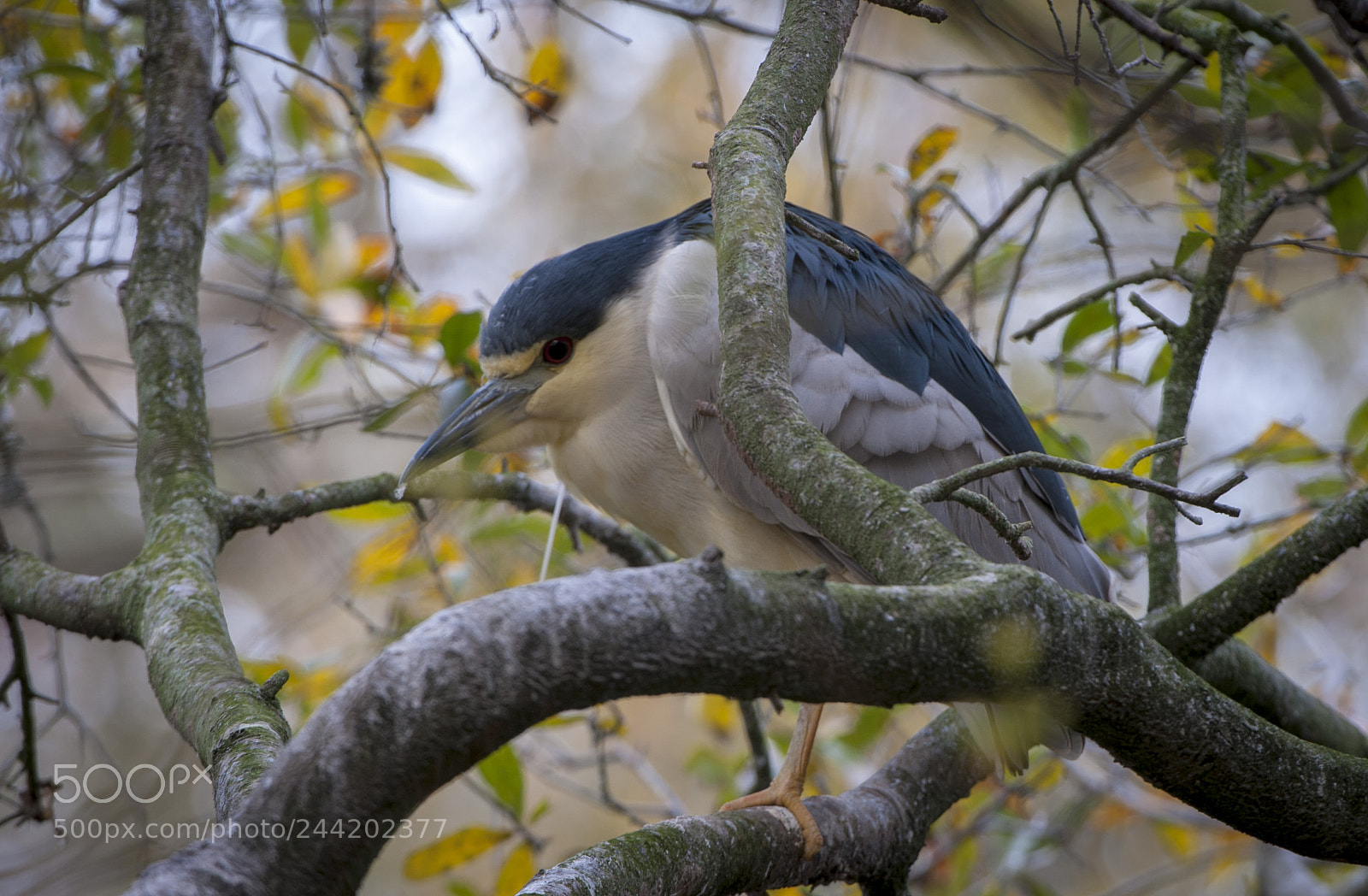 Nikon D700 sample photo. Kingfisher kiawah island photography