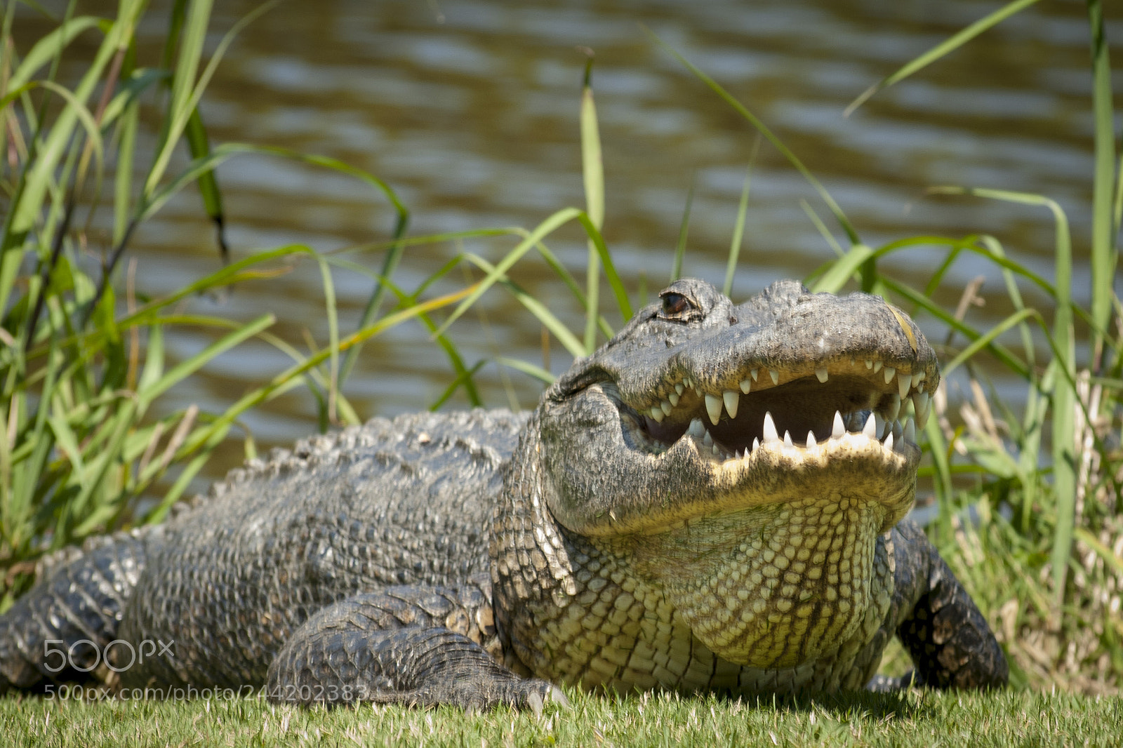 Nikon D2X sample photo. Alligator kiawah island photography