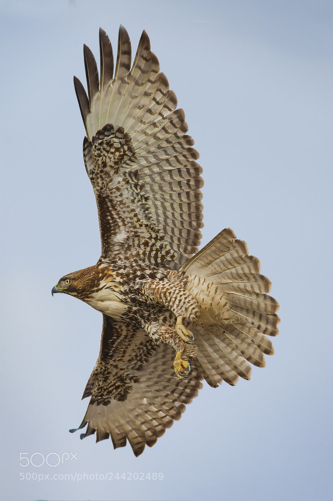 Nikon D800E sample photo. Red tail hawk photography