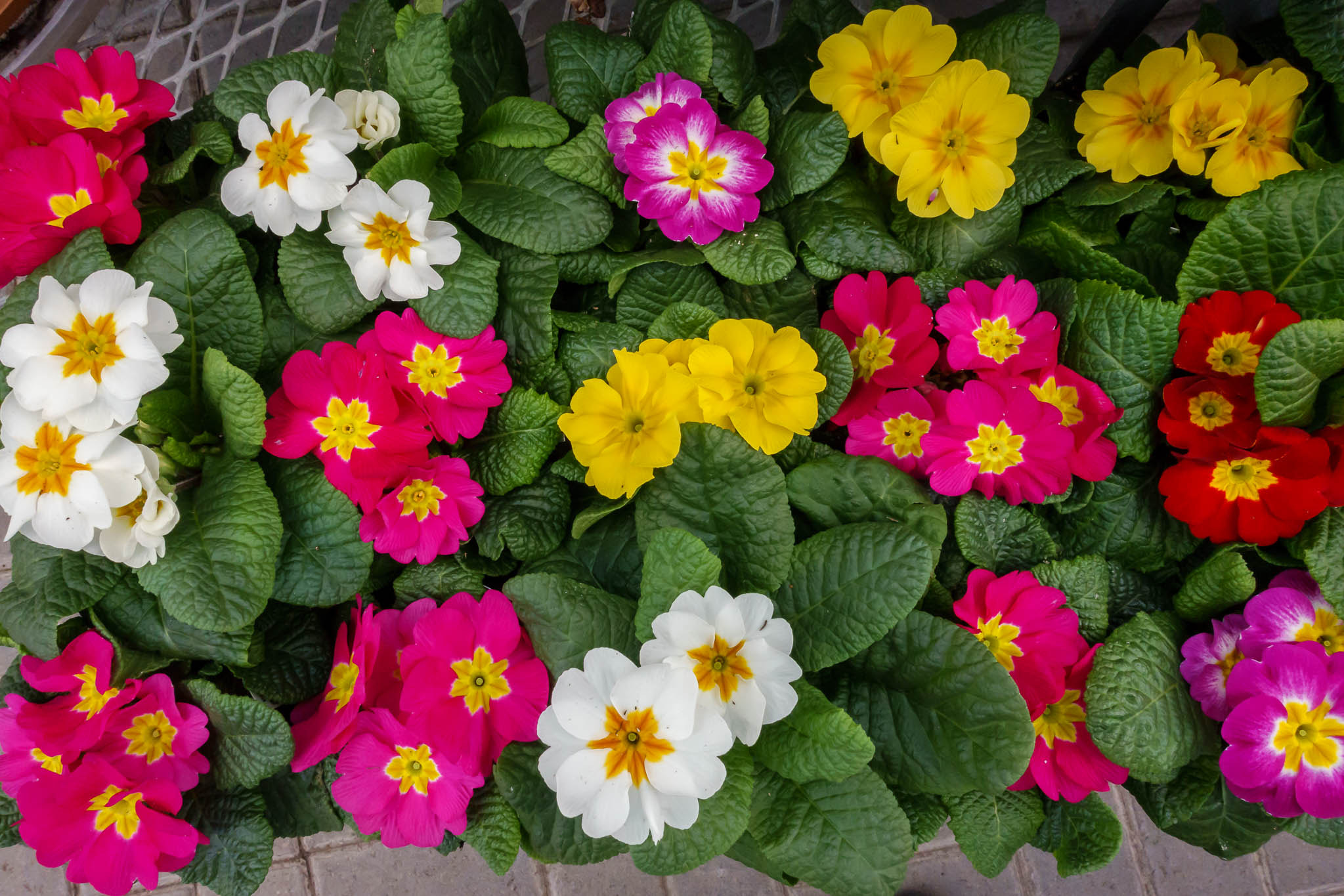 Winter break at the Sheridan Nurseries.