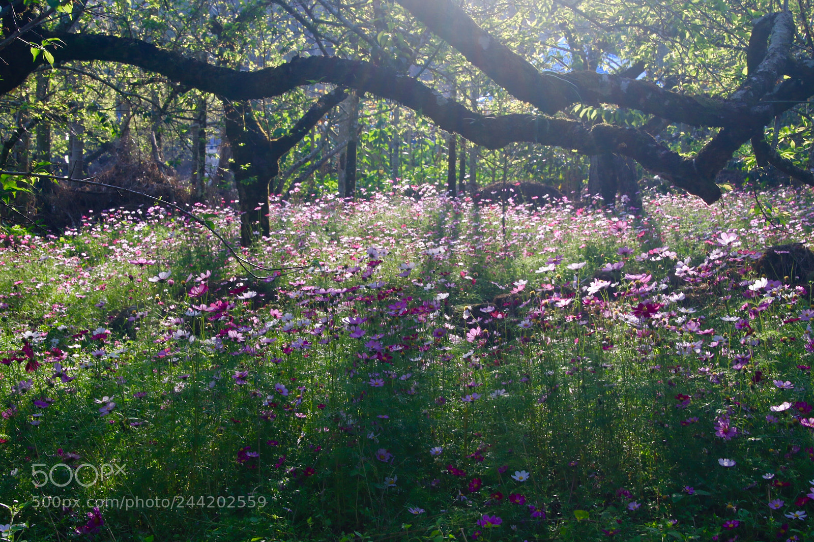 Canon EOS 7D Mark II sample photo. Beautiful under the tree photography