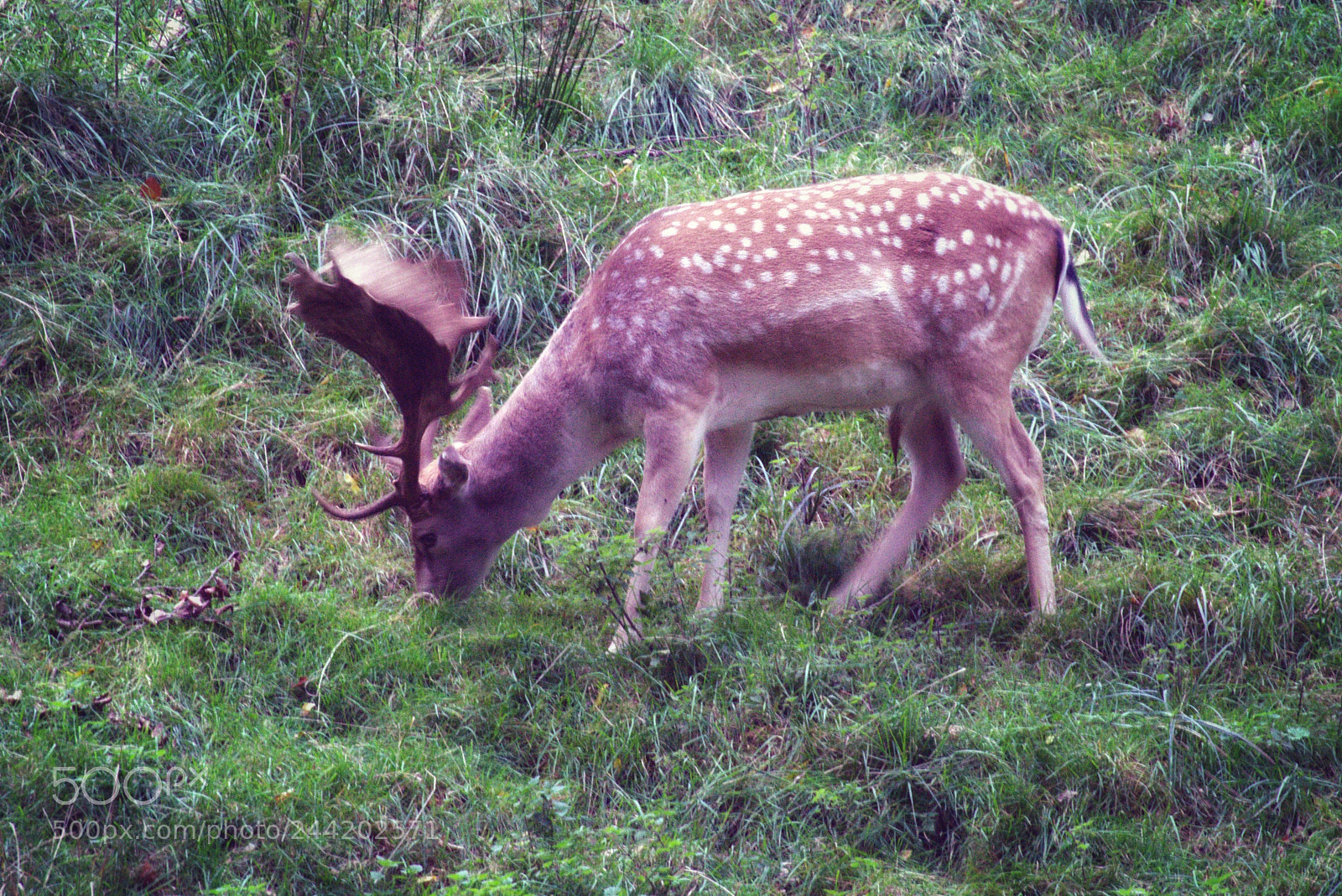 Sony SLT-A58 sample photo. A deers lunch photography