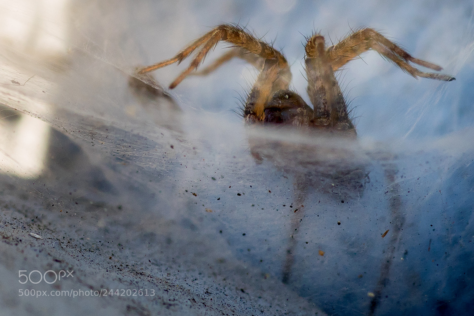 Sony a6500 sample photo. Thanagarian snare beast 1 photography