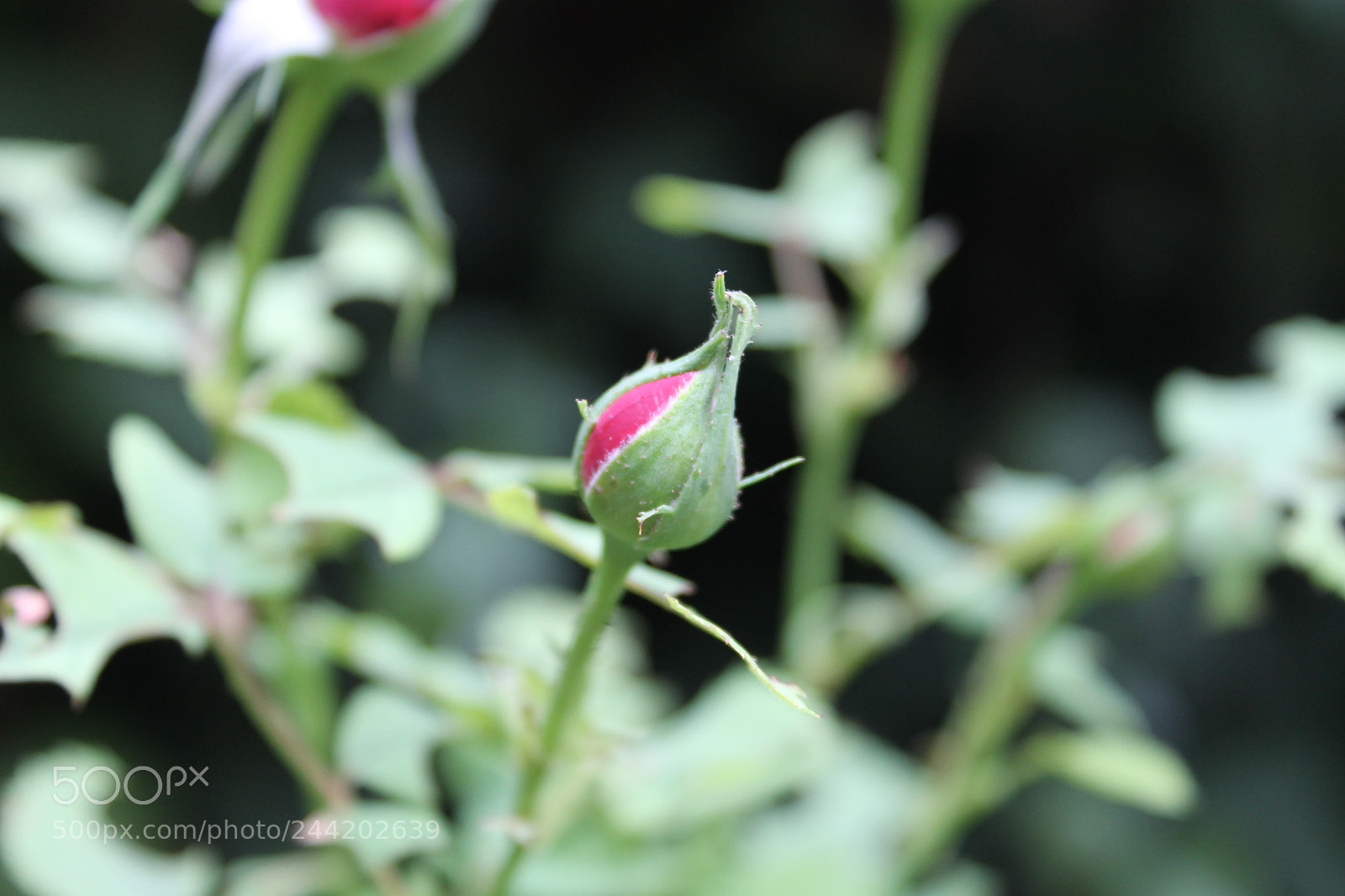 Canon EOS 1100D (EOS Rebel T3 / EOS Kiss X50) sample photo. Rose photography