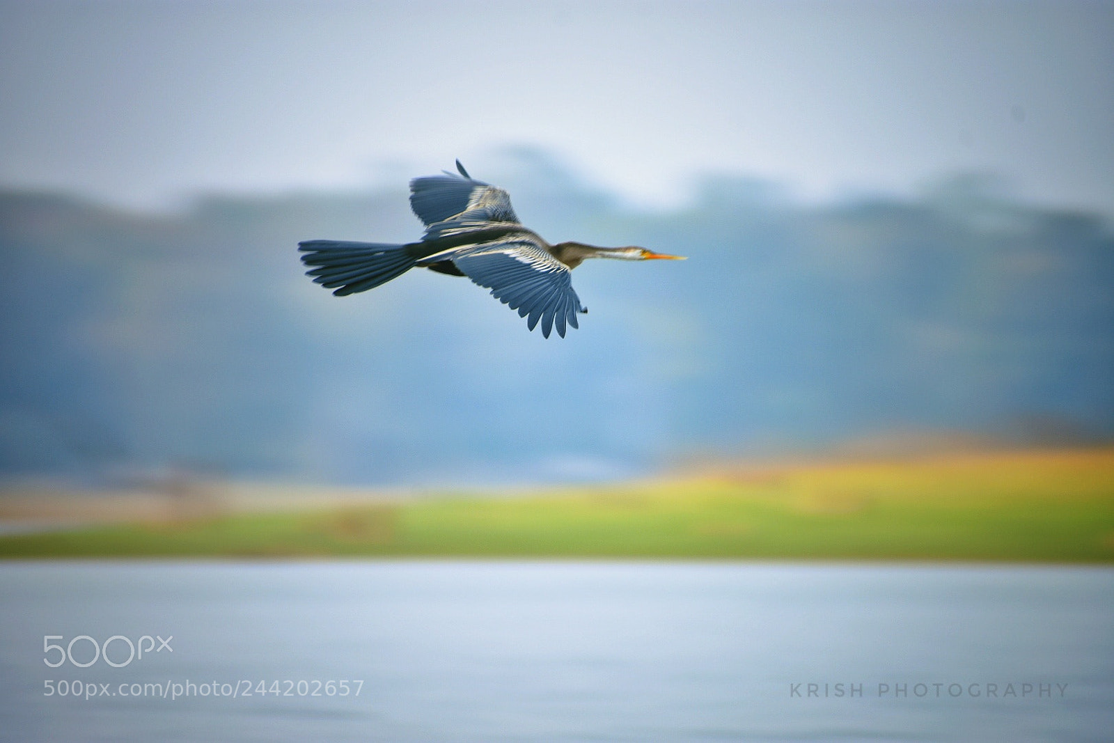 Nikon D7200 sample photo. American darter photography