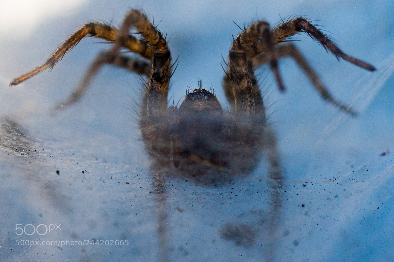 Sony a6500 sample photo. Thanagarian snare beast 2 photography