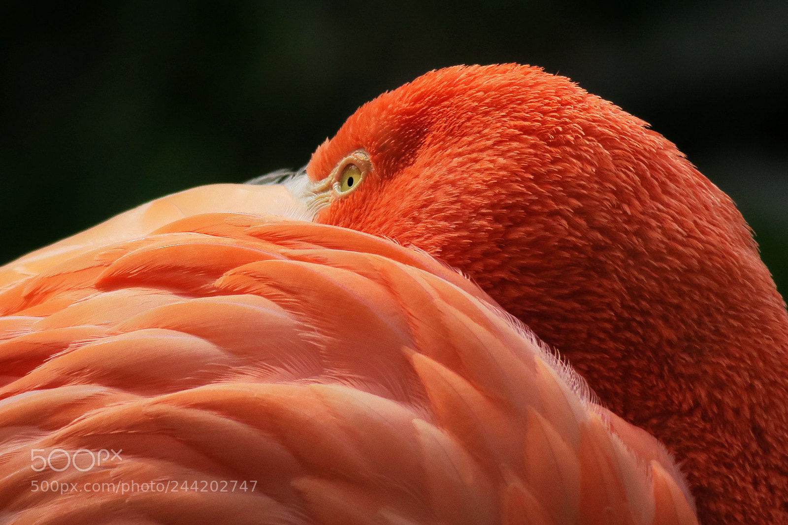 Canon PowerShot G3 X sample photo. Flamingo photography