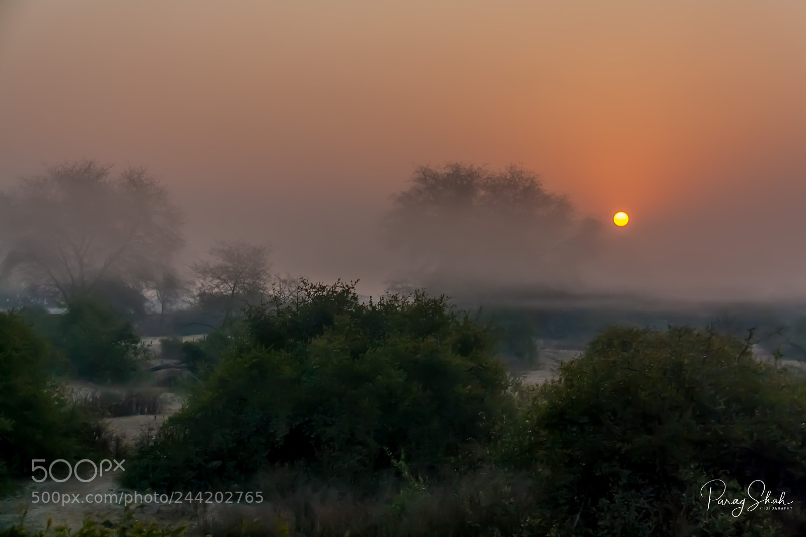 Canon EOS 1000D (EOS Digital Rebel XS / EOS Kiss F) sample photo. Foggy sunrise keoladeo national photography