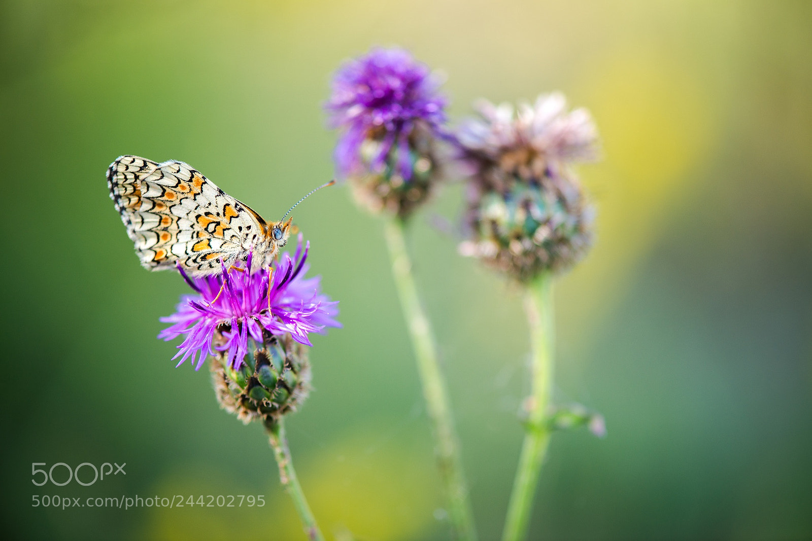 Nikon D800E sample photo. Orange and purple with photography
