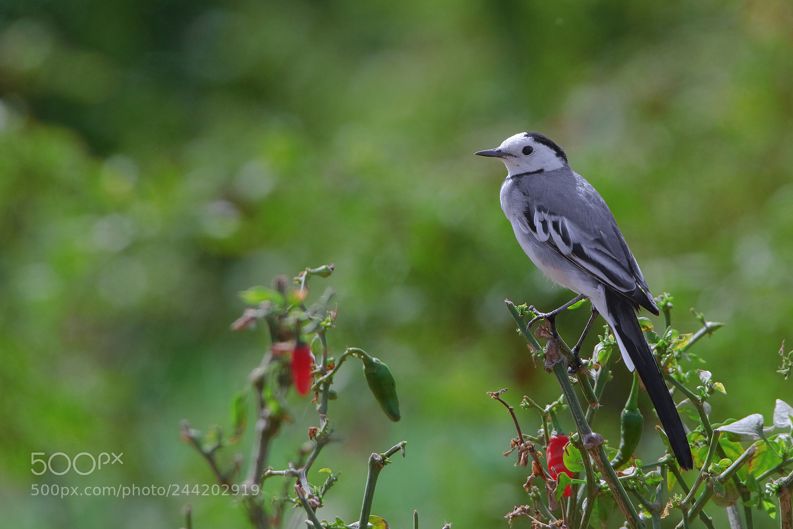 Canon EOS 7D Mark II sample photo. White wagtail photography