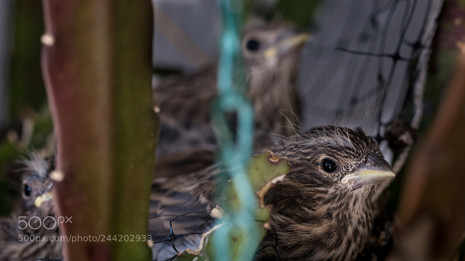 Sony a6300 sample photo. Birds photography