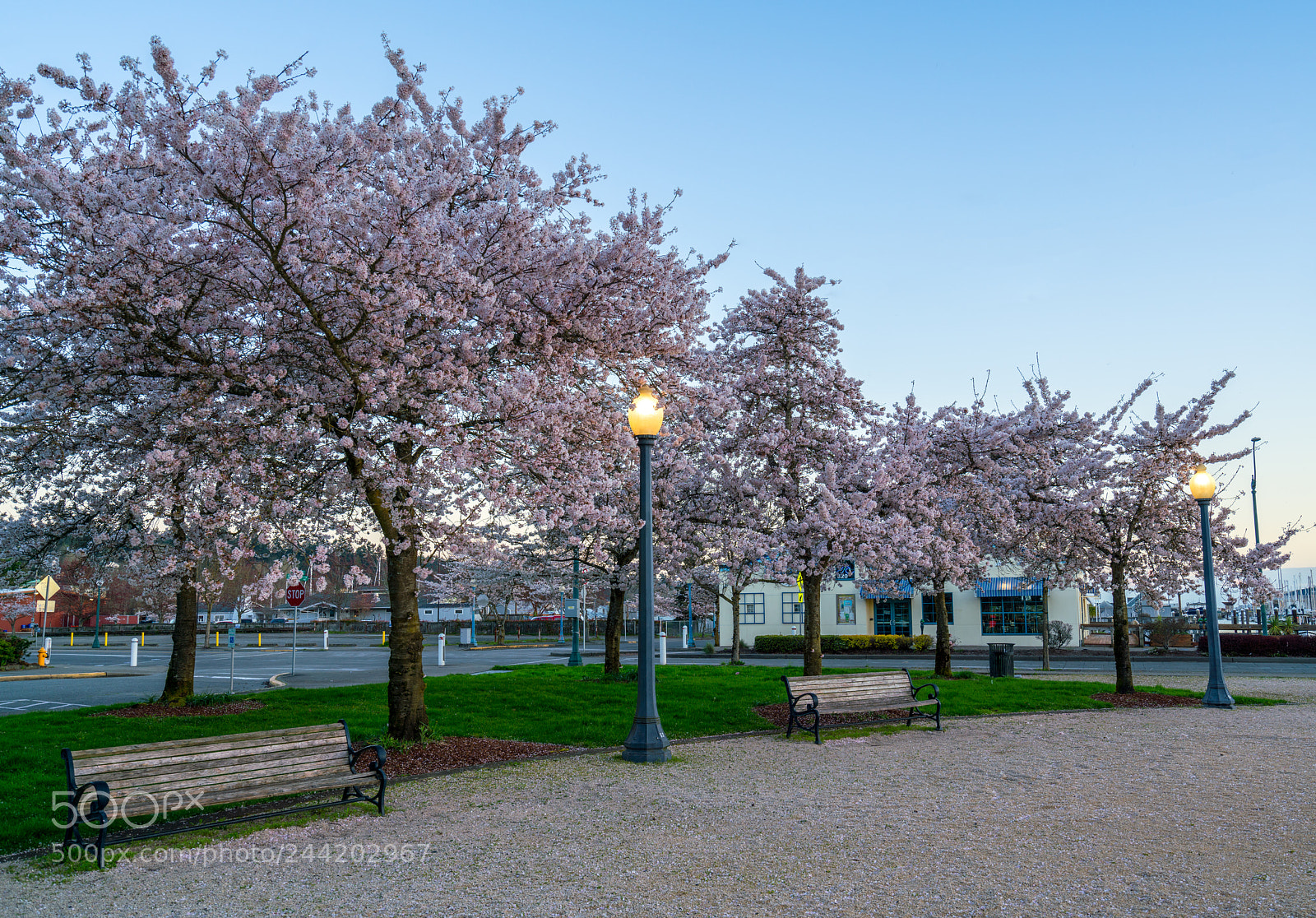 Sony a7R II sample photo. Cherry blossoms at dawn photography