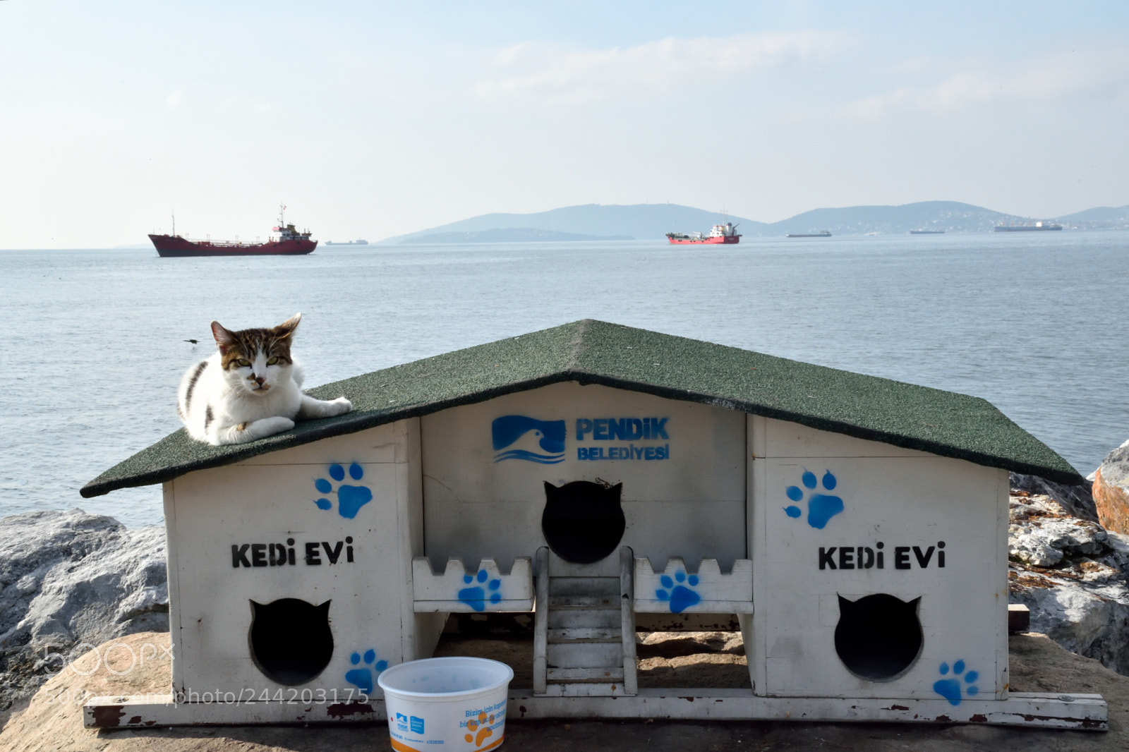 Nikon D5500 sample photo. Cat's house 2 photography