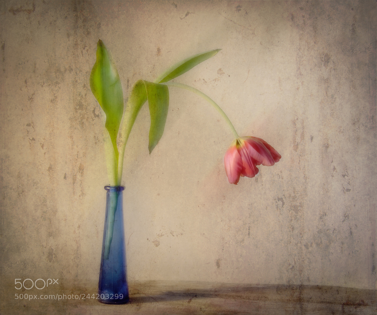 Fujifilm X-T2 sample photo. Lone tulip photography