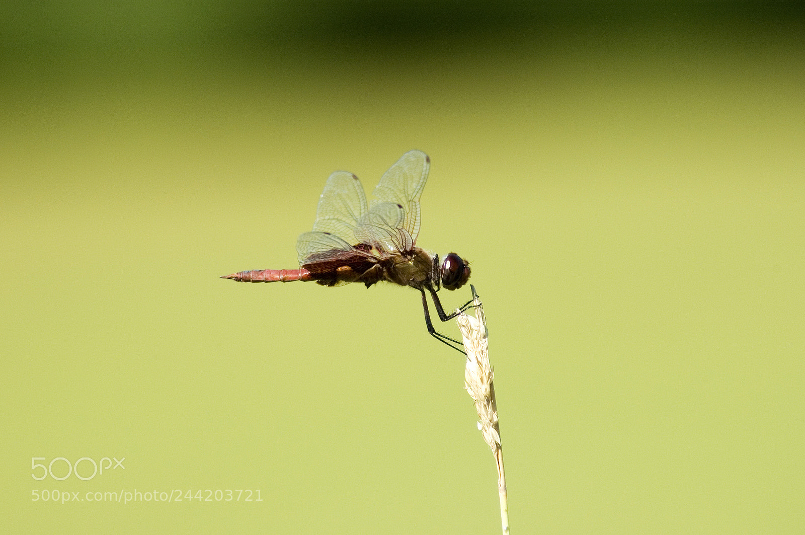 Nikon D70 sample photo. Dragonfly photography