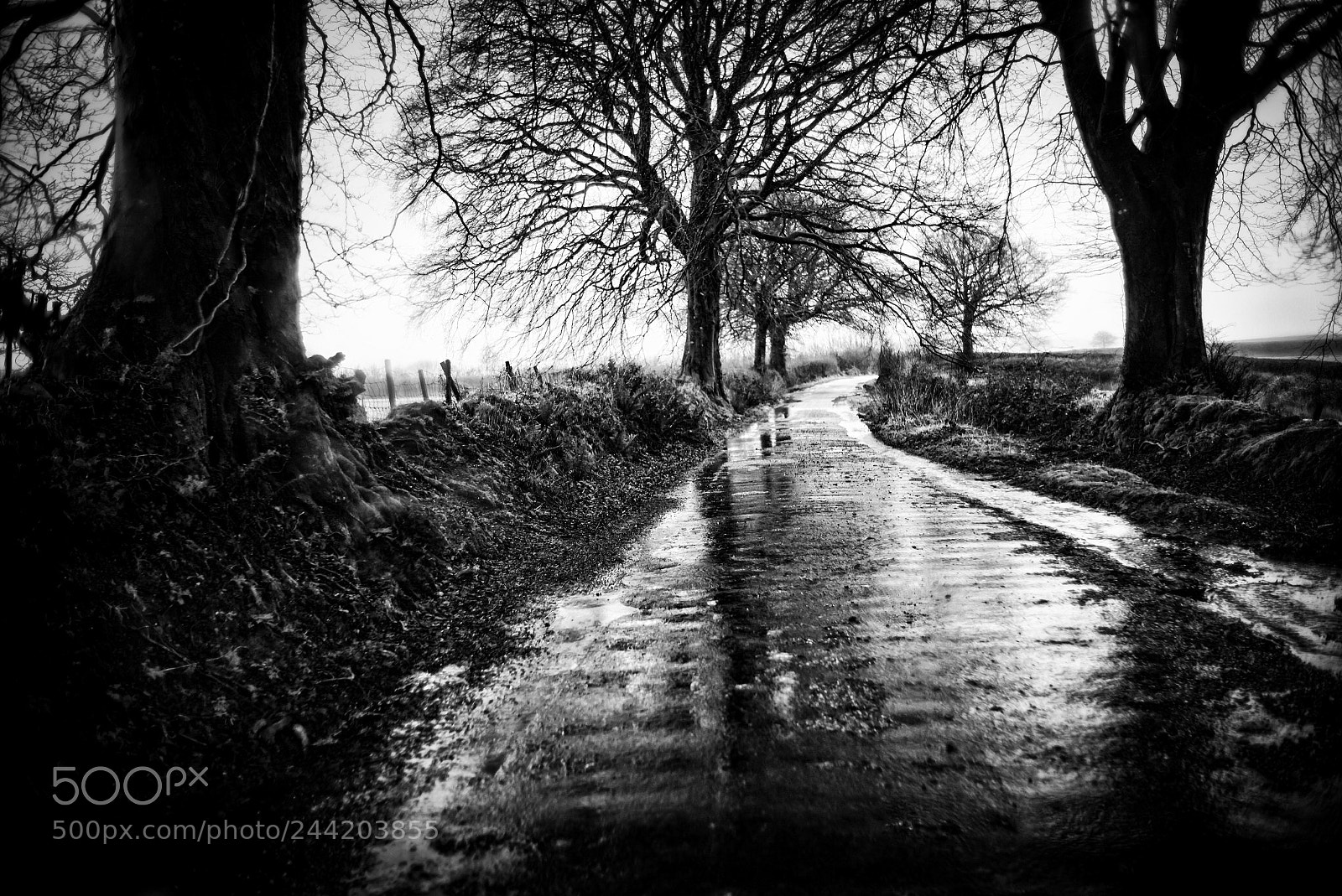 Leica M (Typ 240) sample photo. Beeches on a wet photography