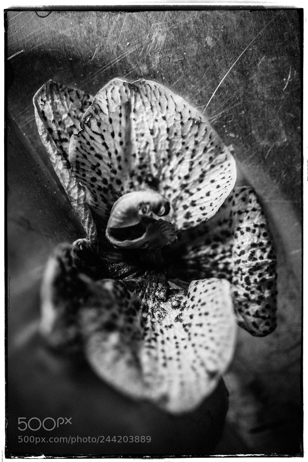 Sony a7 sample photo. Fine speckled orchid photography