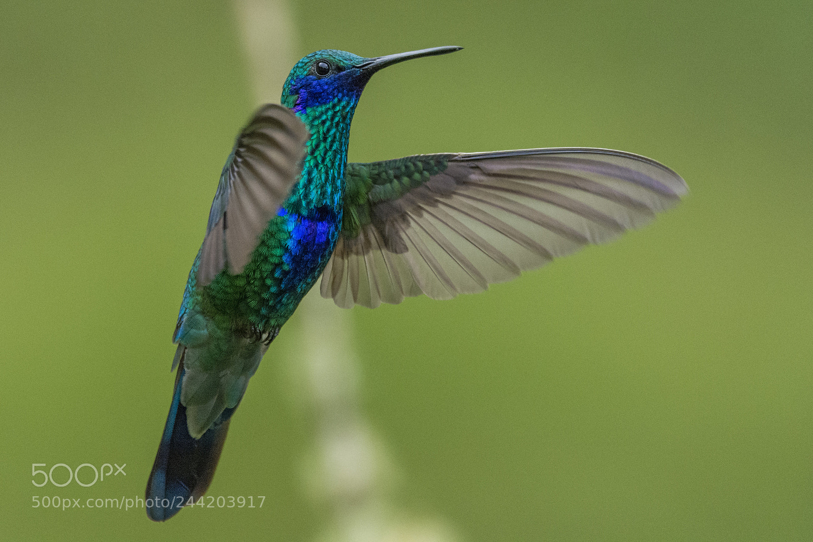 Nikon D7100 sample photo. Sparkling violetear photography