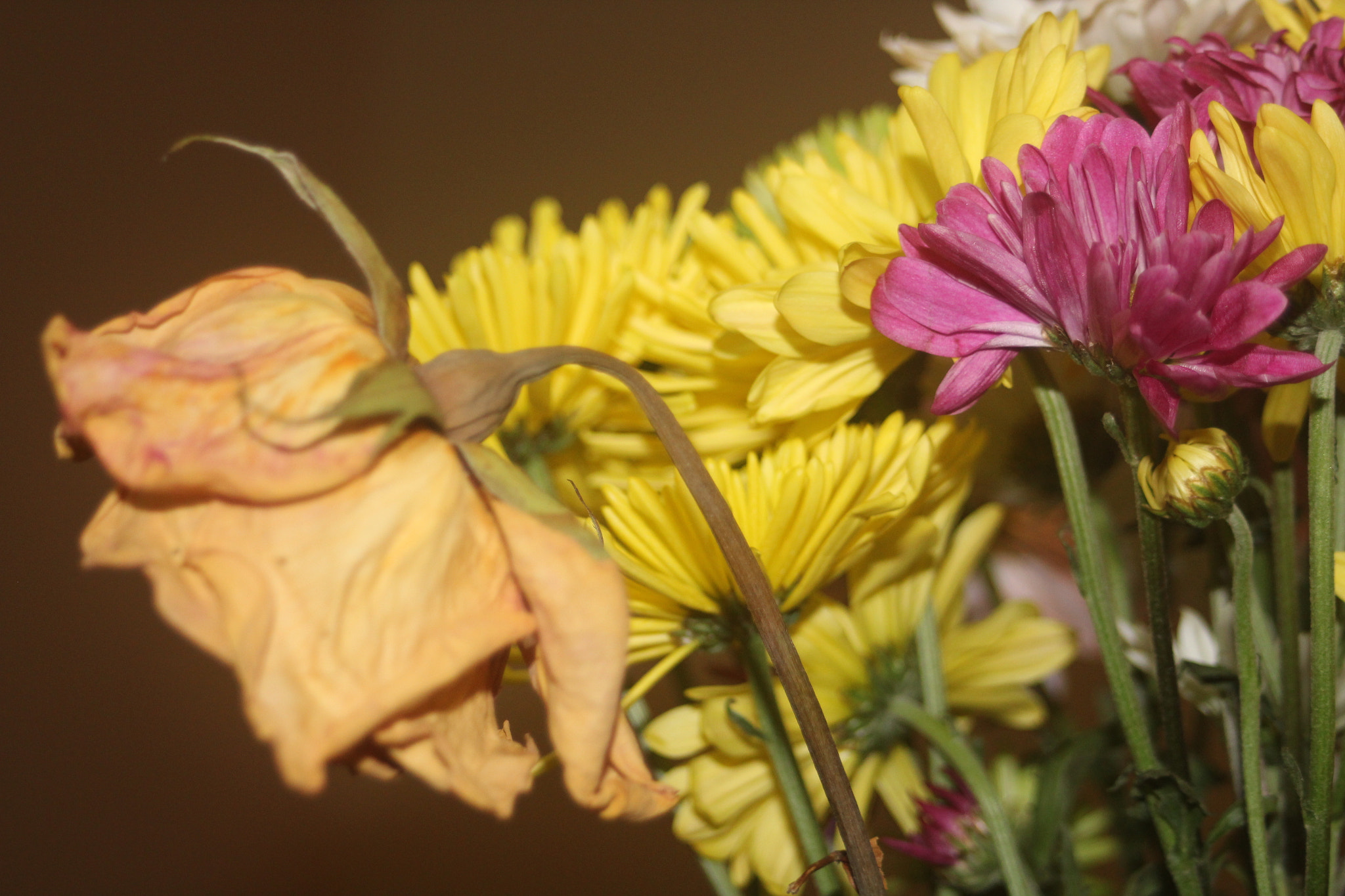 Canon EF 35-80mm f/4-5.6 sample photo. Img photography