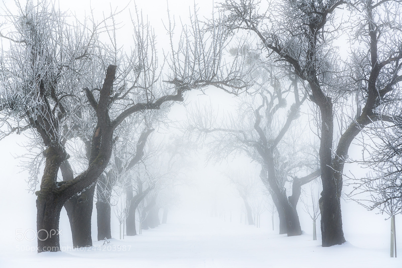 Sony a7R III sample photo. Frozen allee photography