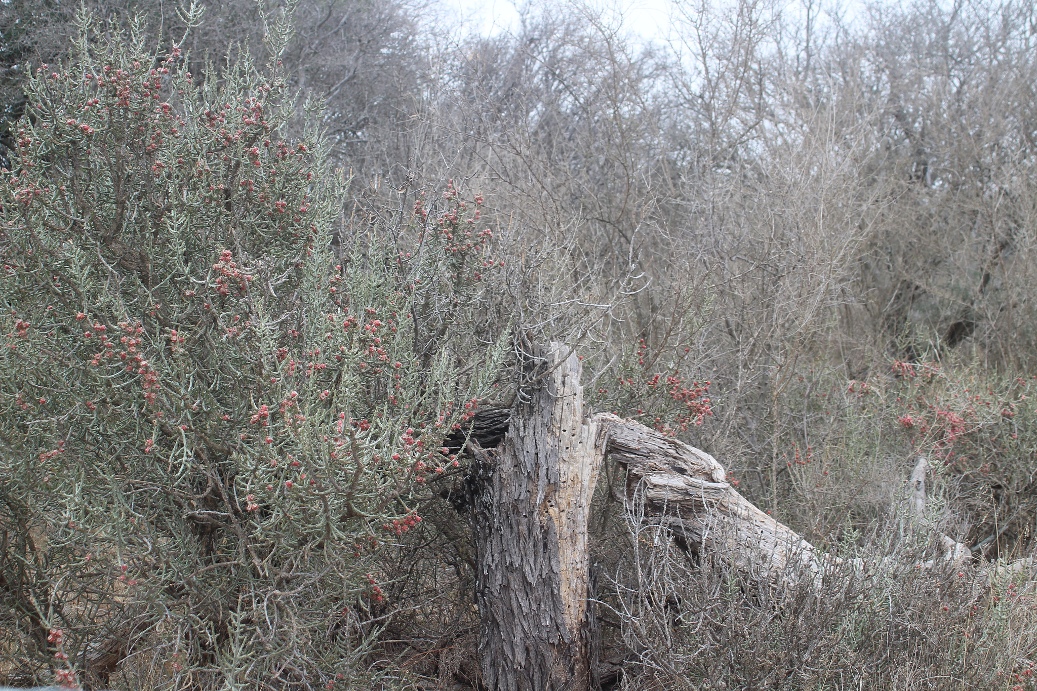 Canon EF 35-80mm f/4-5.6 sample photo. Img photography