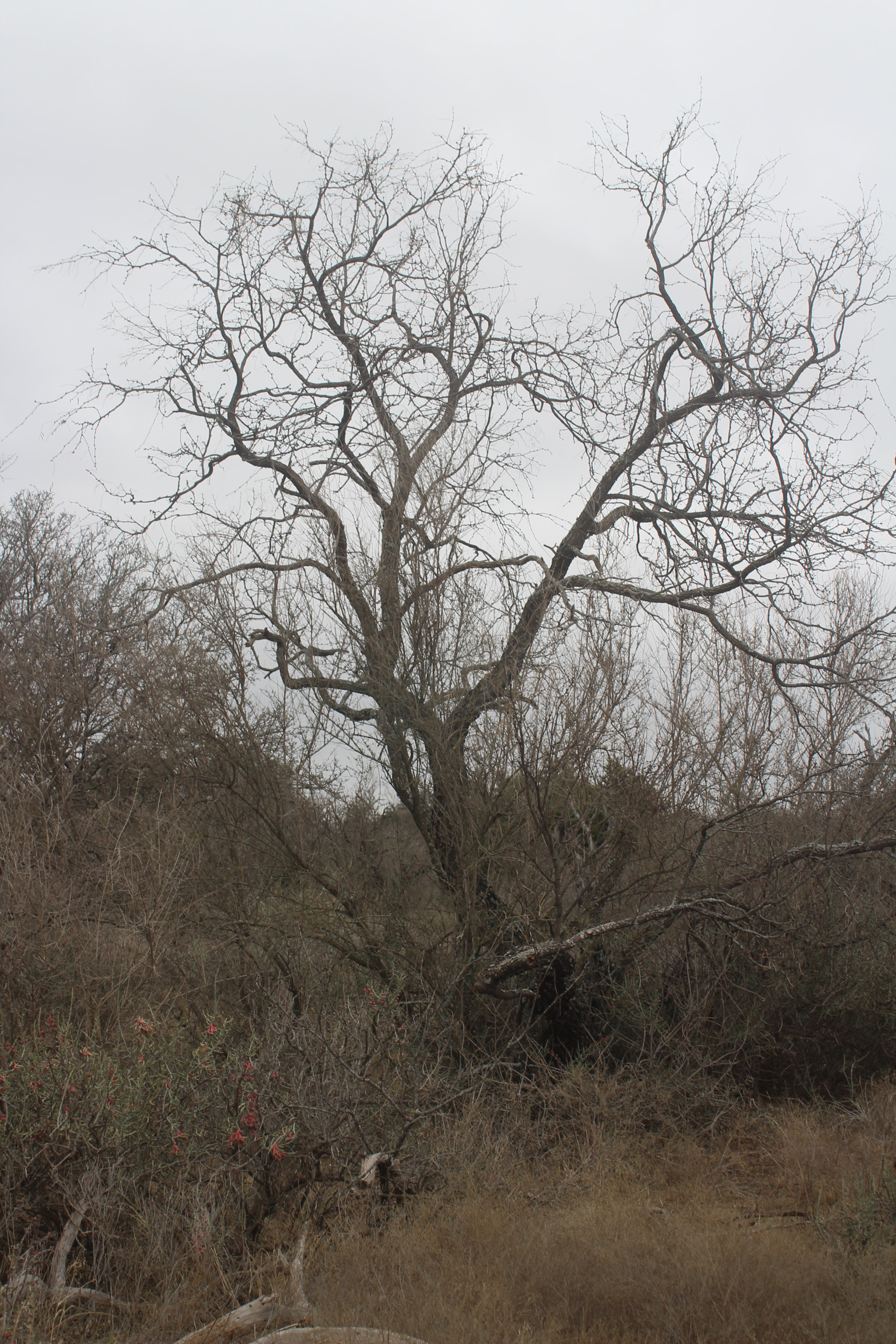 Canon EF 35-80mm f/4-5.6 sample photo. Img photography