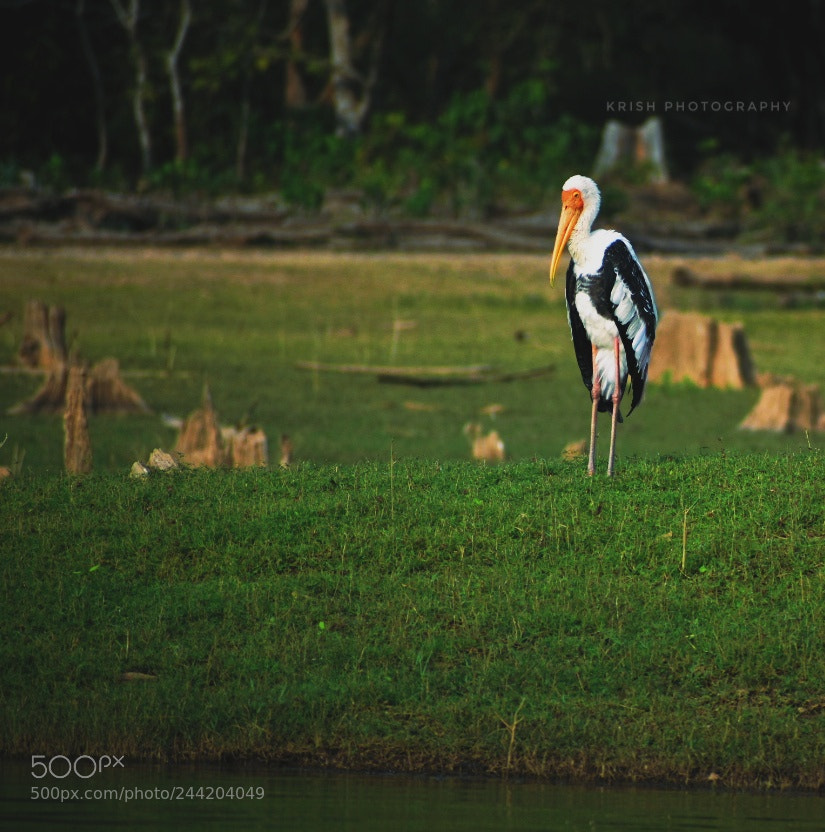Nikon D7200 sample photo. Painted stork photography