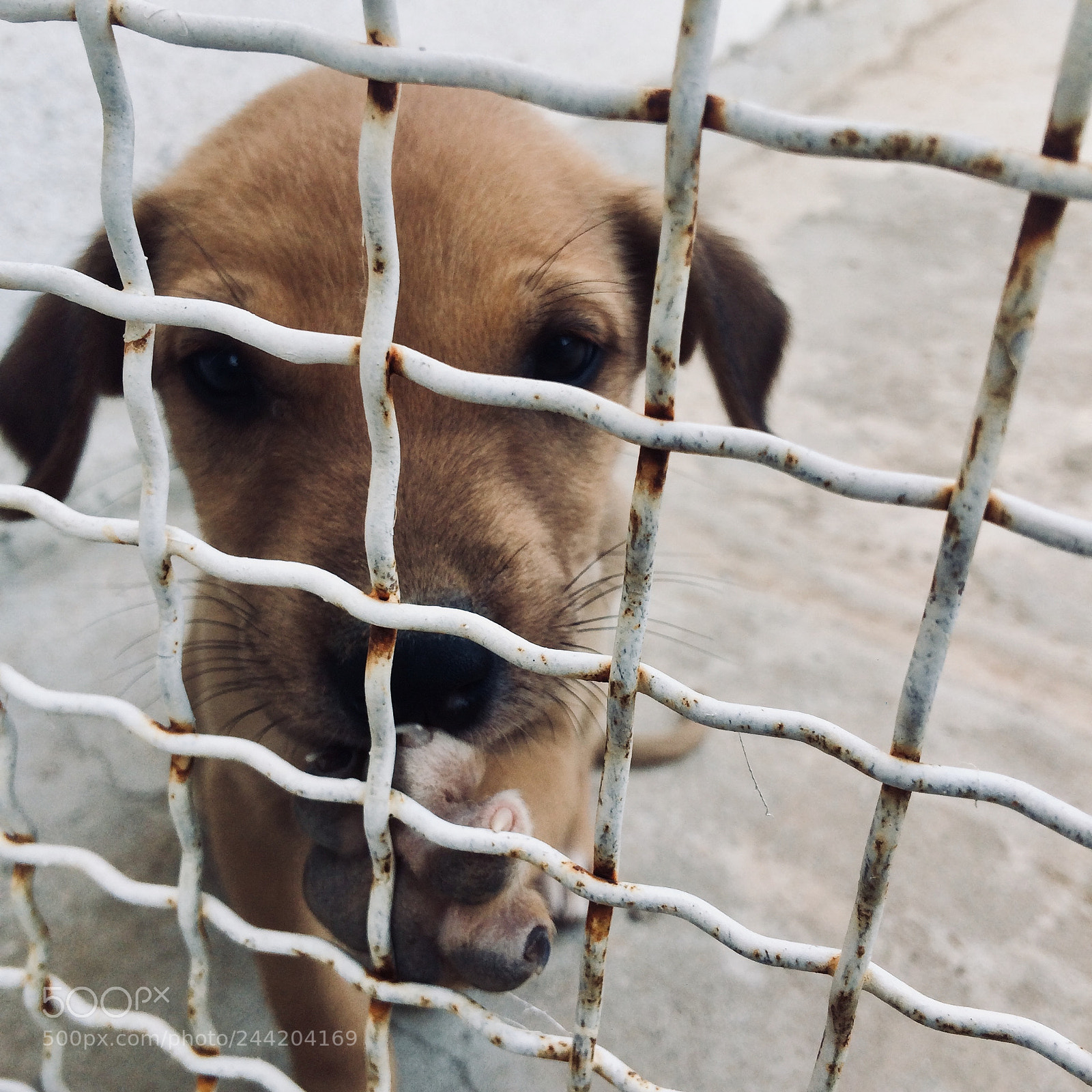Apple iPhone 5s sample photo. Prisoner photography