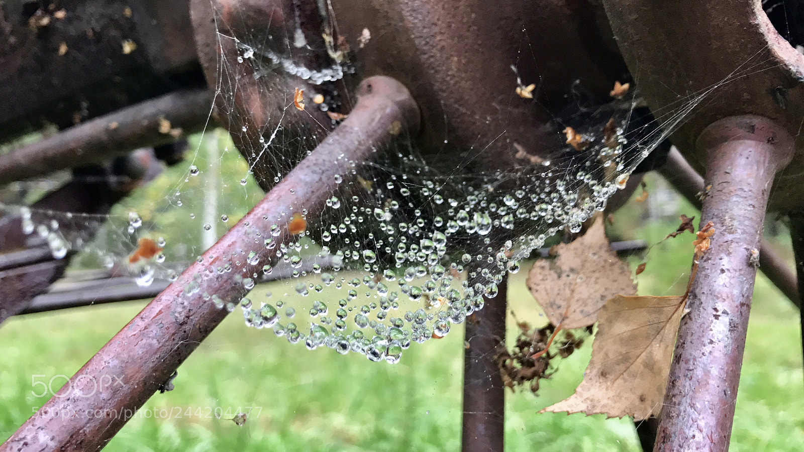 Apple iPhone 7 sample photo. Morning dew photography
