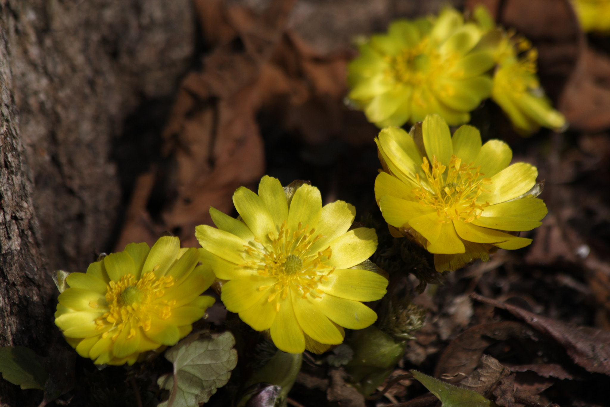 Canon EF 70-300mm F4-5.6 IS USM sample photo. Flower in early spring photography