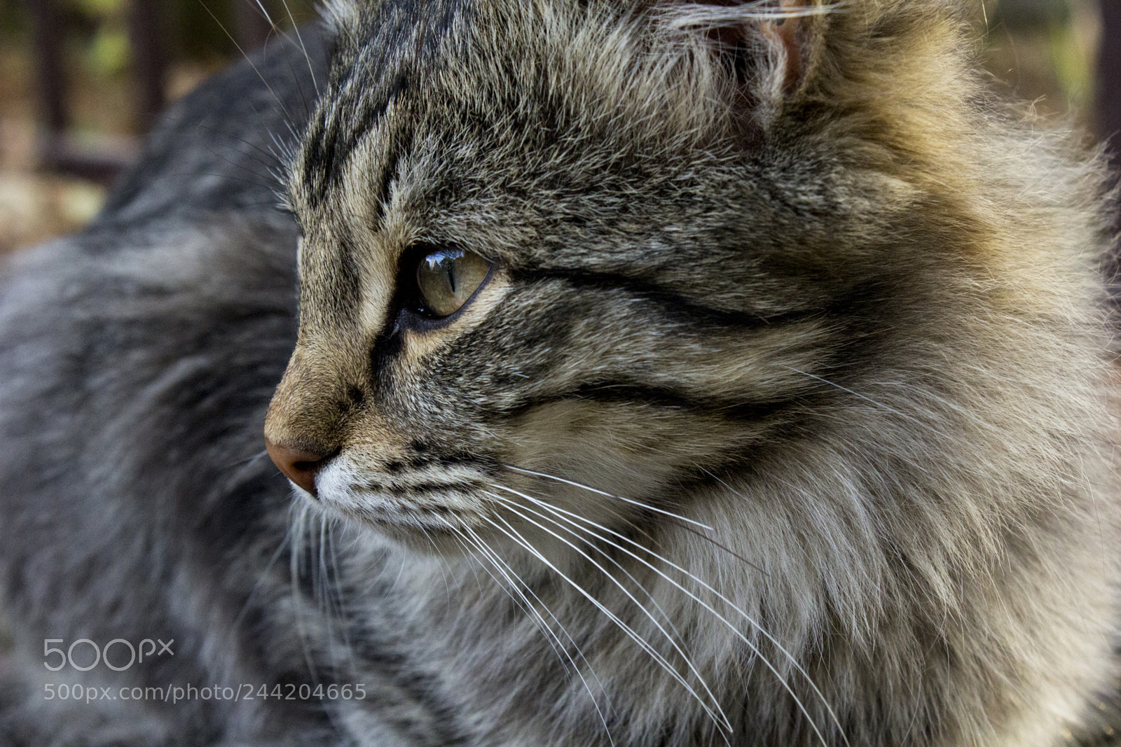 Canon EOS 60D sample photo. Kitten photography