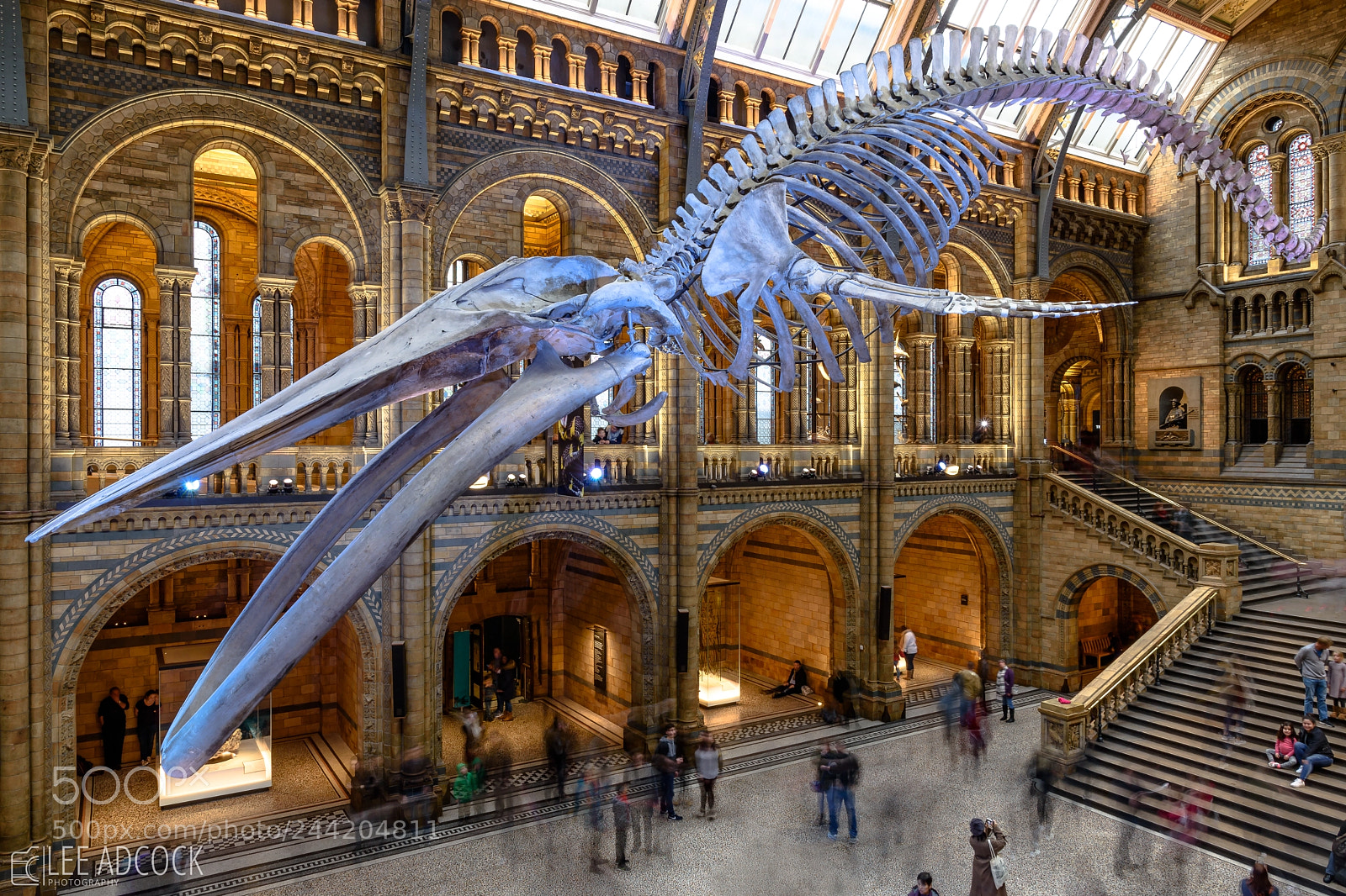 Nikon D7200 sample photo. Blue whale photography